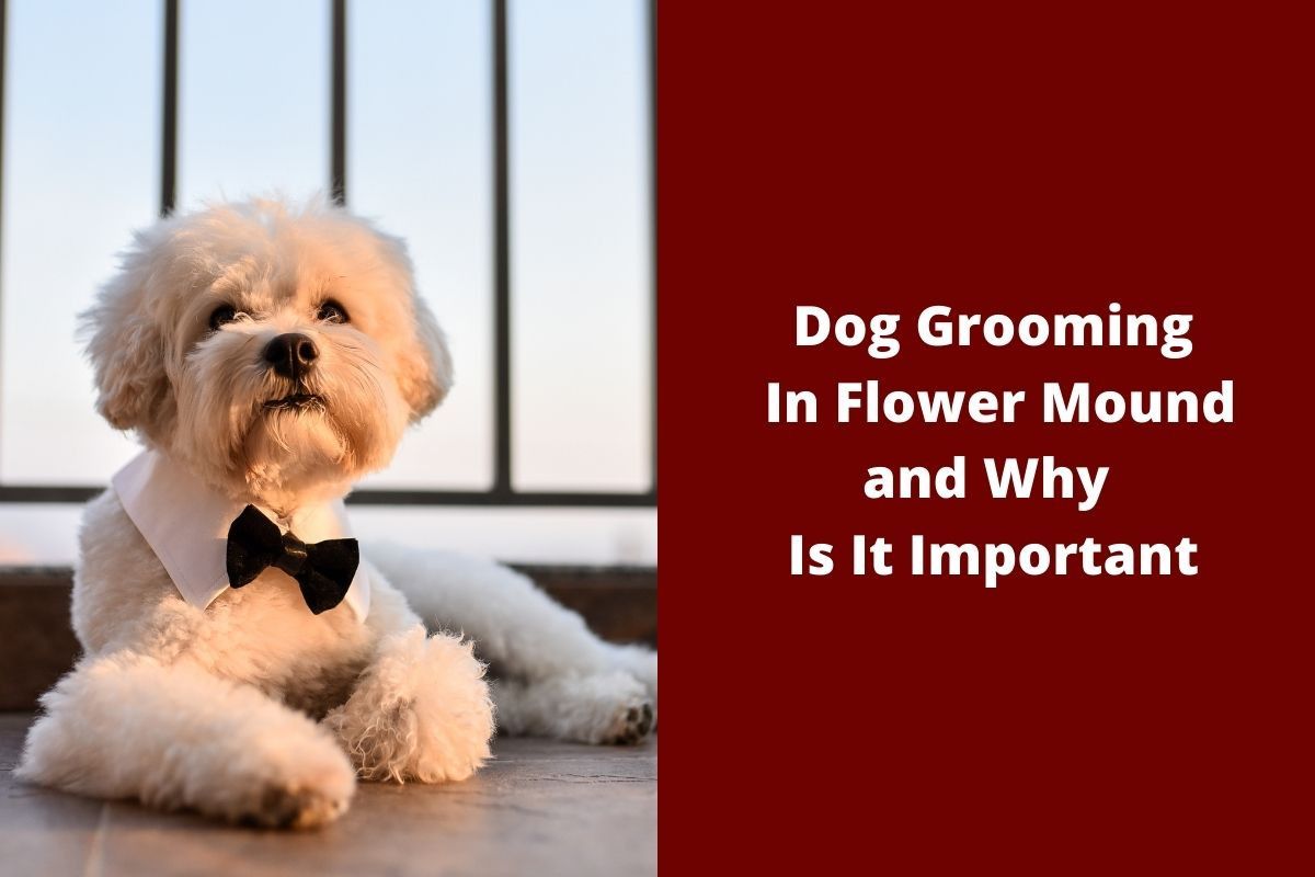 Dog-Grooming-In-Flower-Mound-and-Why-Is-It-Important