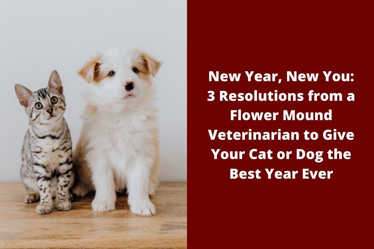New Year, New You: 3 Resolutions from a Flower Mound Veterinarian to Give  Your Cat or Dog the Best Year Ever - Blog