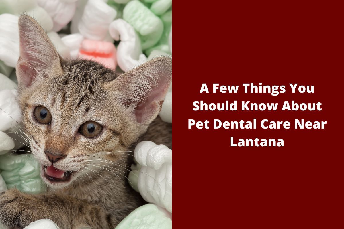 A-Few-Things-You-Should-Know-About-Pet-Dental-Care-Near-Lantana-1