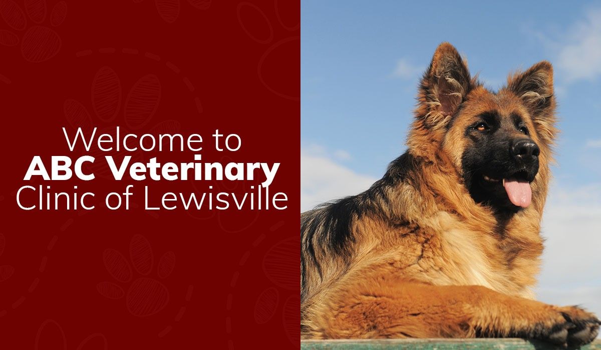 Welcome to ABC Veterinary Clinic Of Lewisville