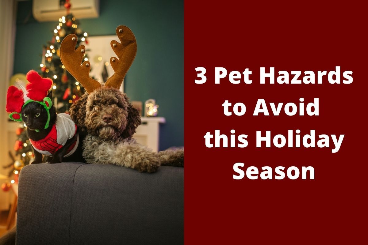 3 Pet Hazards to Avoid this Holiday Season