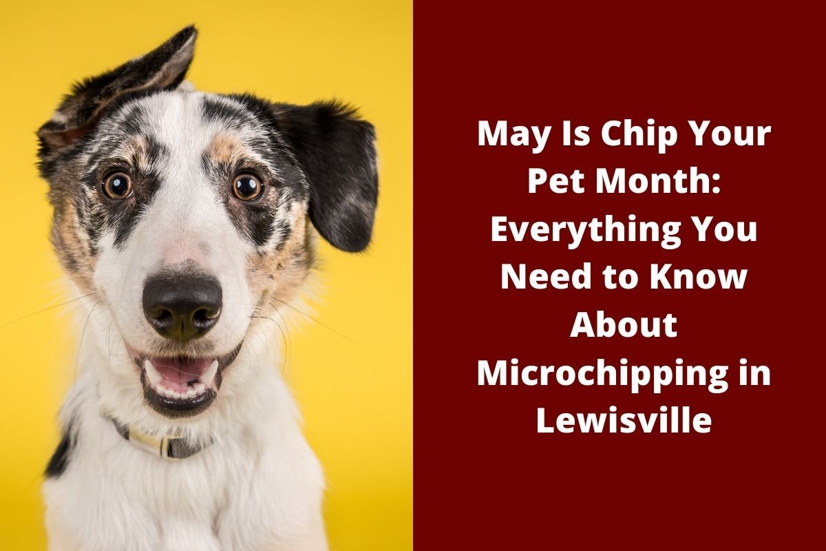 May Is Chip Your Pet Month Everything You Need to Know About