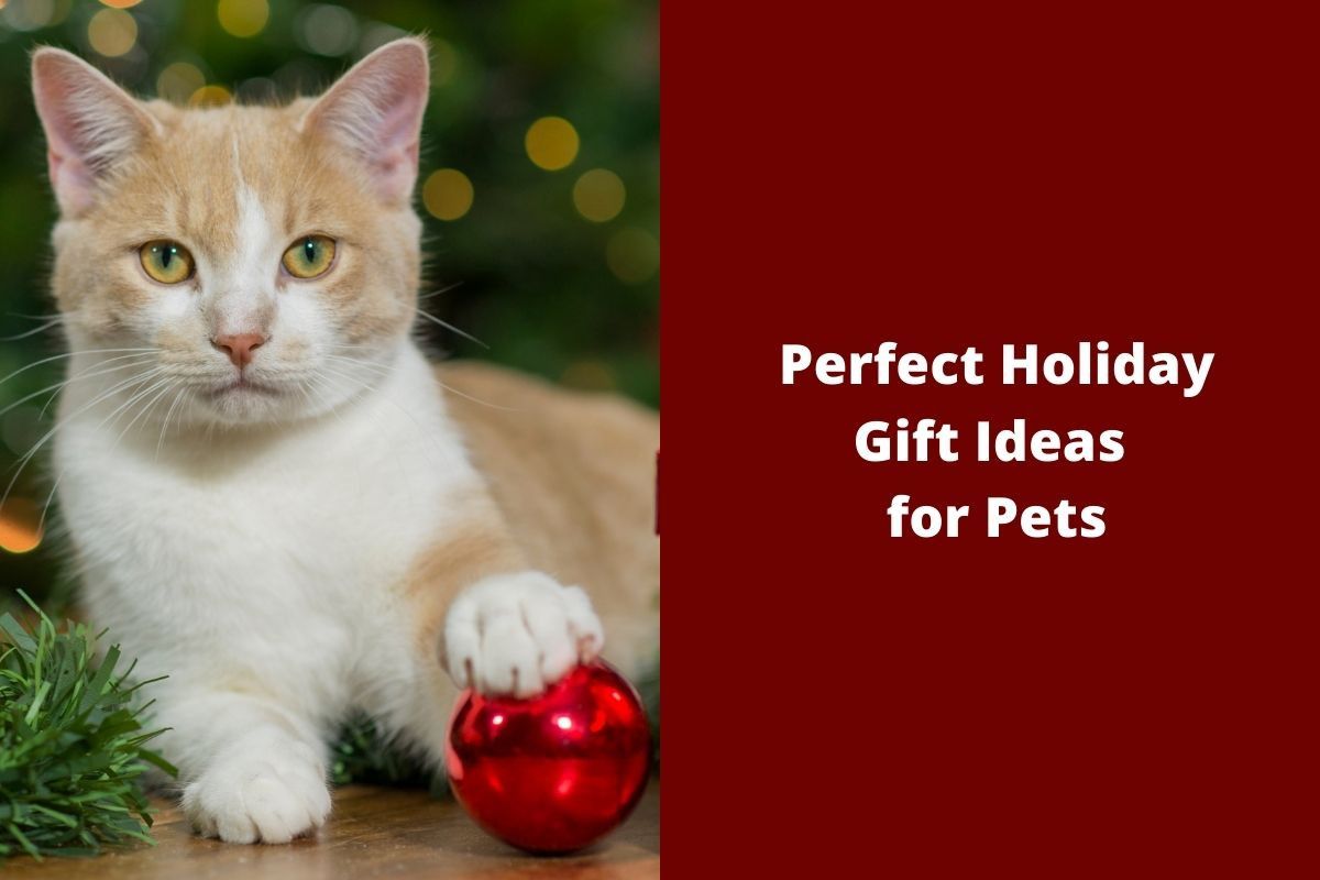 Perfect-Holiday-Gift-Ideas-for-Pets