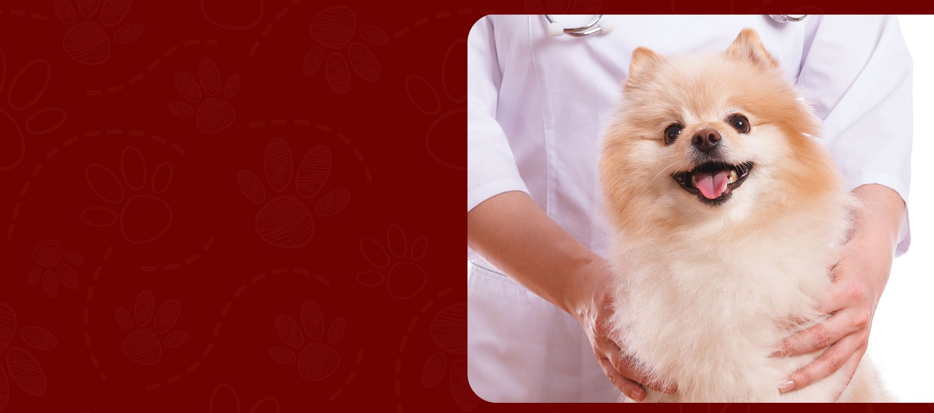 ABC Veterinary Clinic l Veterinarian Lewisville, Flowermound, Hebron ABC Veterinary Clinic l Veterinarian Lewisville, Flowermound, Hebron