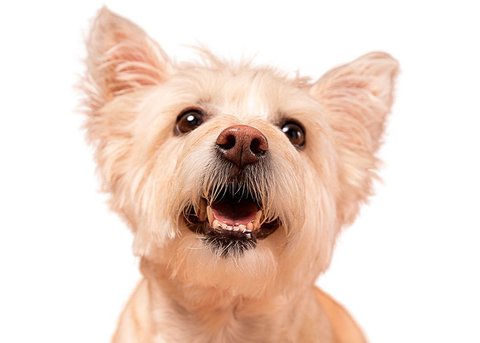 Dog portrait isolated in a white background