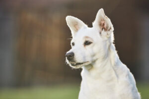 White dog with perked ears in sunlight.