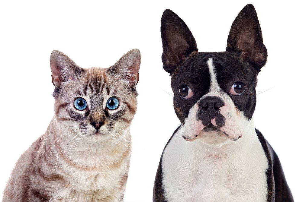 Siamese cat and Boston Terrier facing forward.