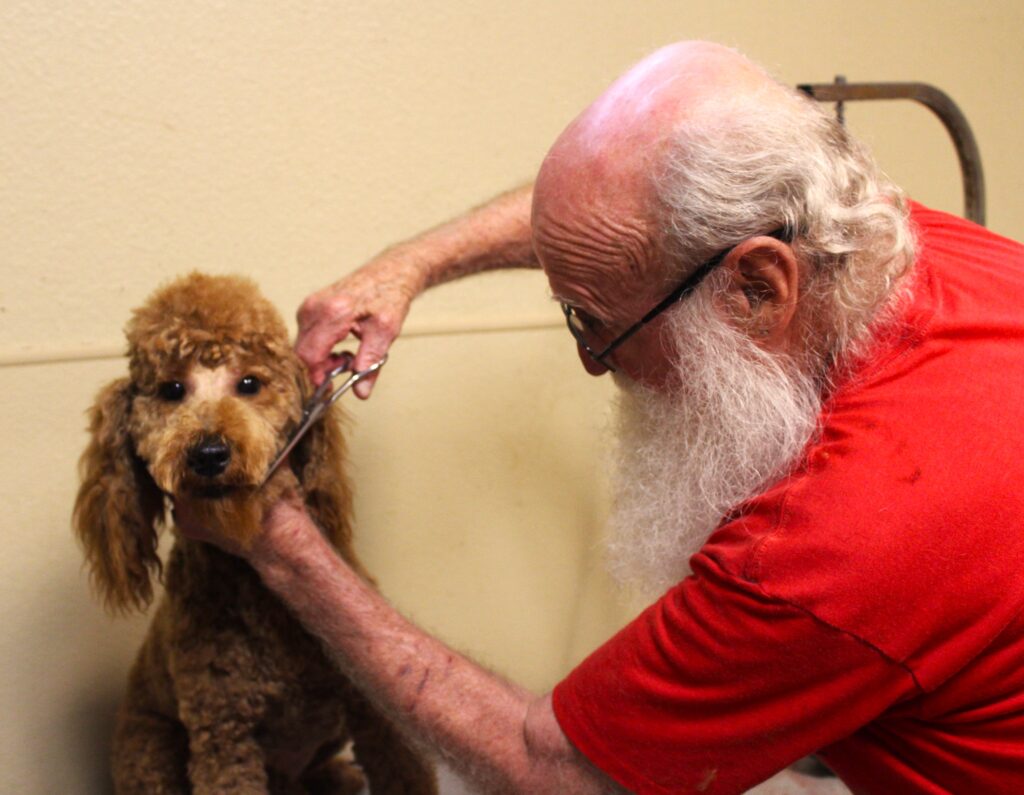 An elderly man with a white beard grooming a brown poodle inside a room.