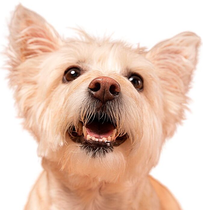 Close-up of a happy light brown dog with pointed ears and an open mouth.