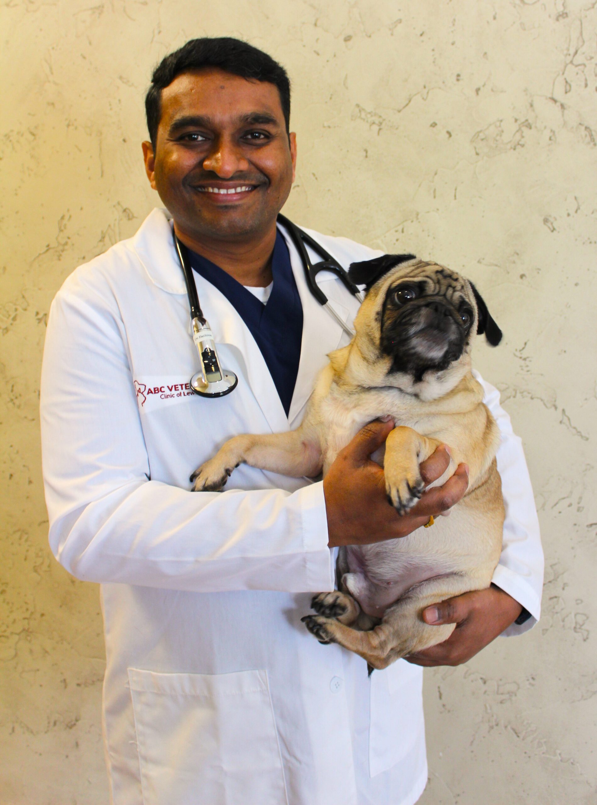 Veterinarian holding a pug, both looking at the camera.