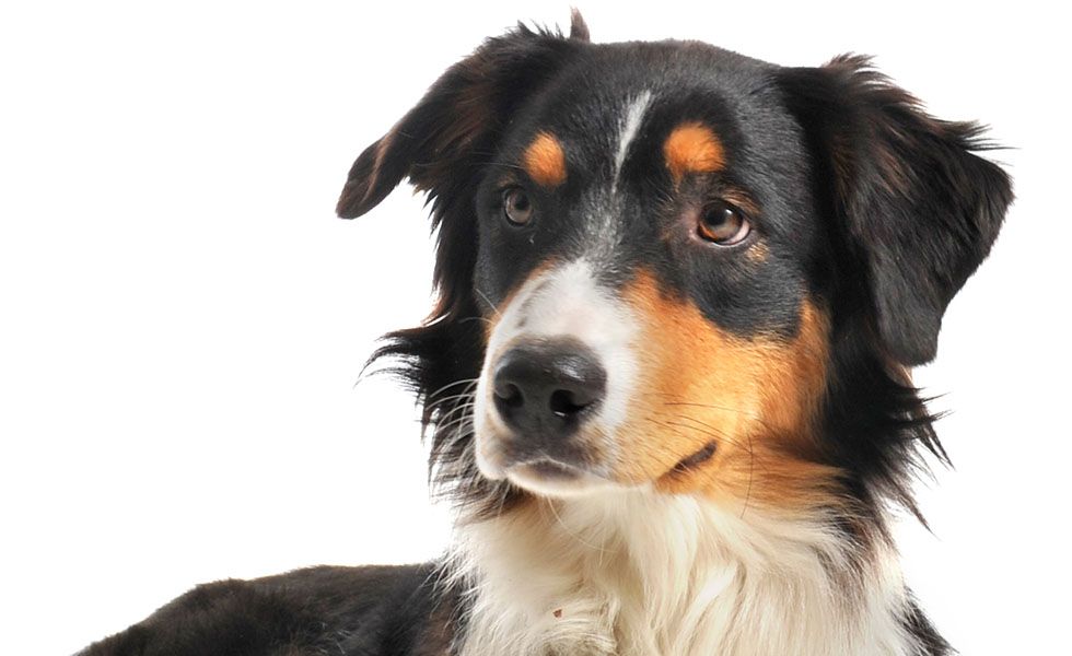 Close-up of a black, white, and tan Australian Shepherd dog looking to the side.