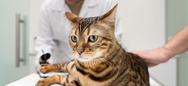 Striped cat being examined on a vet's table, with a veterinarian and assistant visible.