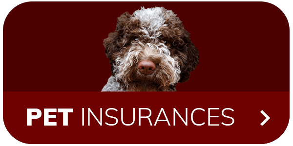 Close-up of a curly-haired dog with text "Pet Insurances" and an arrow.