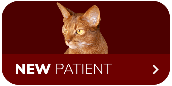 Brown cat looking to the side on a red "NEW PATIENT" button.