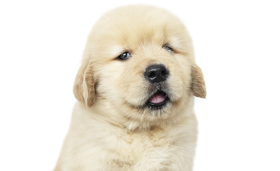 Golden retriever puppy with eyes closed and a tiny tongue sticking out.