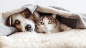 Dog and cat peeking out from under a cozy blanket.