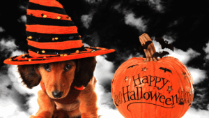 Dog in a Halloween hat next to a pumpkin with "Happy Halloween" etched on it.
