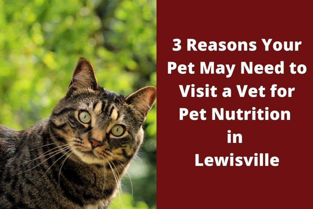Tabby cat with wide eyes next to text about pet nutrition.