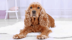 A golden Cocker Spaniel lying on a white furry rug indoors.