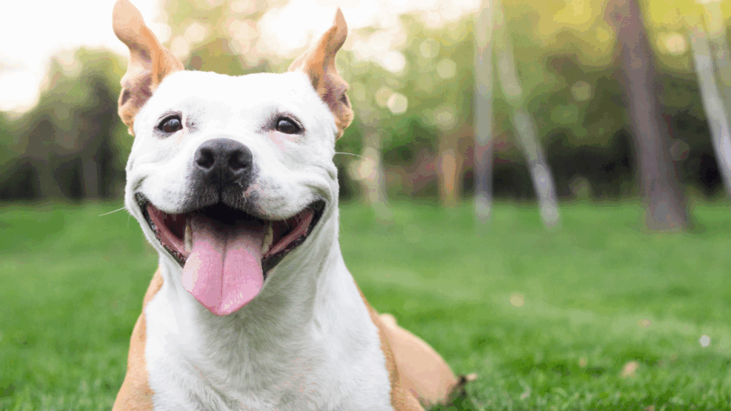 Happy dog with a big smile and floppy ears in a sunny park.