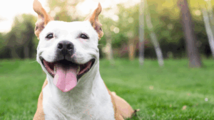 Happy dog with a big smile and floppy ears in a sunny park.