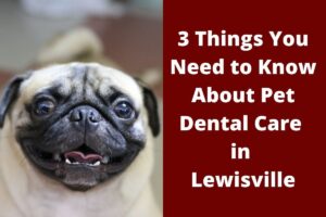 Close-up of a pug's face next to text about pet dental care.