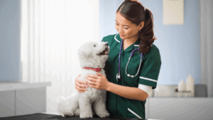 Veterinarian smiling at a white dog she is holding on a table.