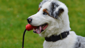 Australian Shepherd with blue eyes holding a red toy in its mouth.