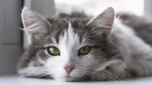 Gray and white cat with striking green eyes lying down.