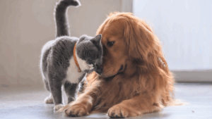A gray cat nuzzling a golden retriever's face.