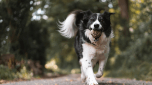 A Border Collie running with a ball in its mouth on a forest path.