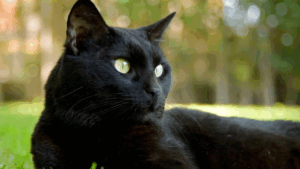 A black cat with bright green eyes lounging outdoors.