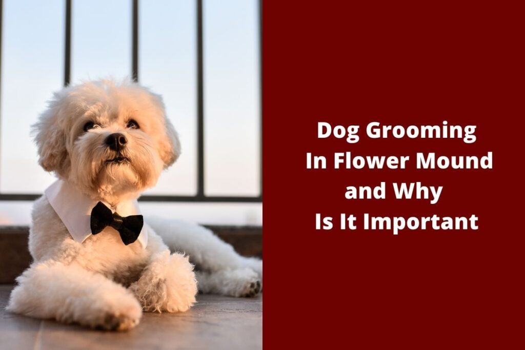 White fluffy dog in a bow tie sitting by a window.