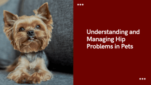Yorkshire Terrier sitting on a gray couch, looking alert.