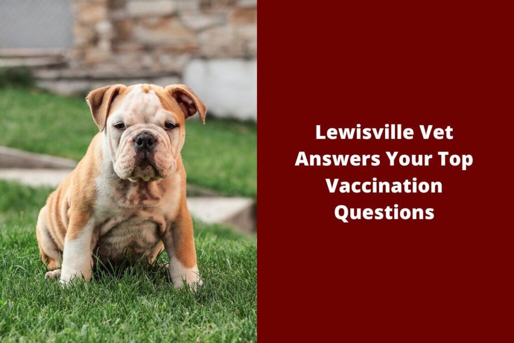 Bulldog puppy sitting on grass with a text overlay on red background.
