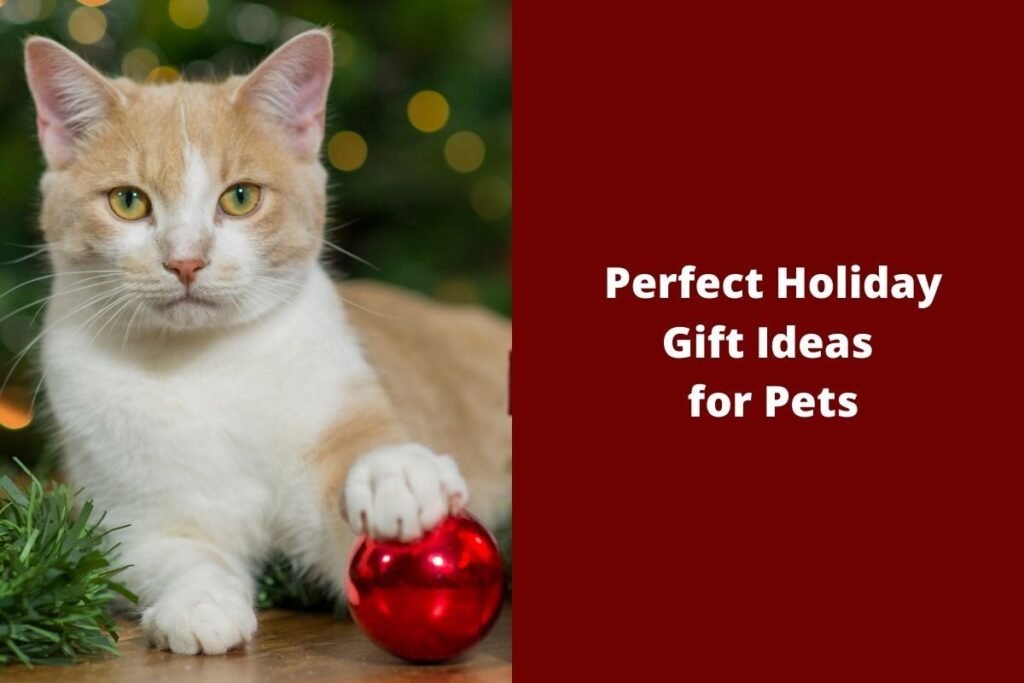 Orange and white cat with a red ornament, against a sparkling background.