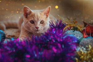 Orange cat surrounded by colorful Christmas decorations.