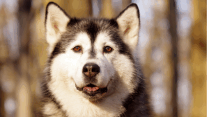 Close-up of a Siberian Husky with brown eyes in sunlight.