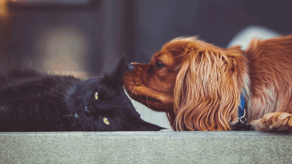 A black cat and a brown dog nose to nose in a tender moment.