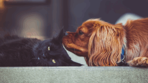 A black cat and a brown dog nose to nose in a tender moment.