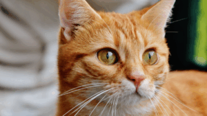 Close-up of an orange tabby cat with striking yellow eyes.