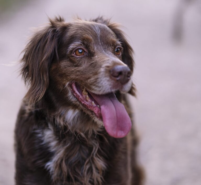 Brown dog with a wagging tongue looking slightly to the side.