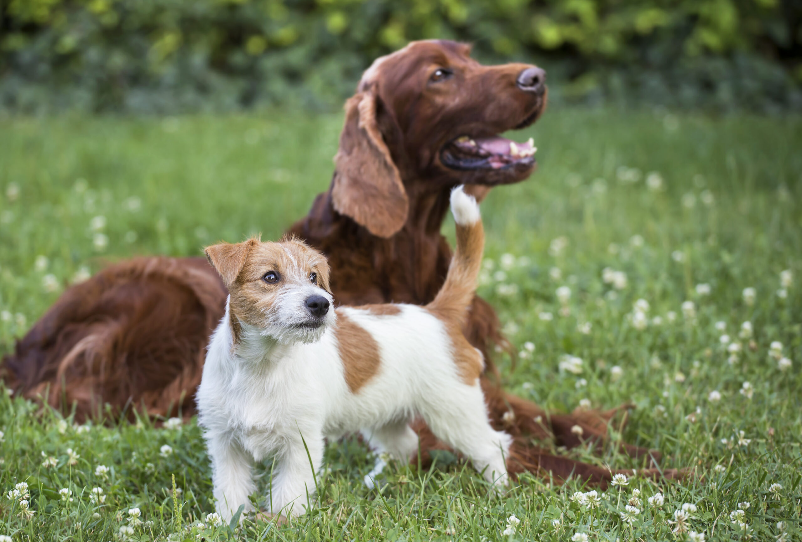 Two dogs playing in a grassy field, one small white and brown, the other large and brown.