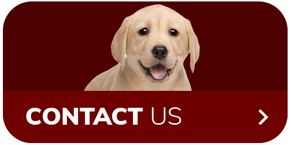 Happy yellow Labrador puppy on a red 'Contact Us' button.