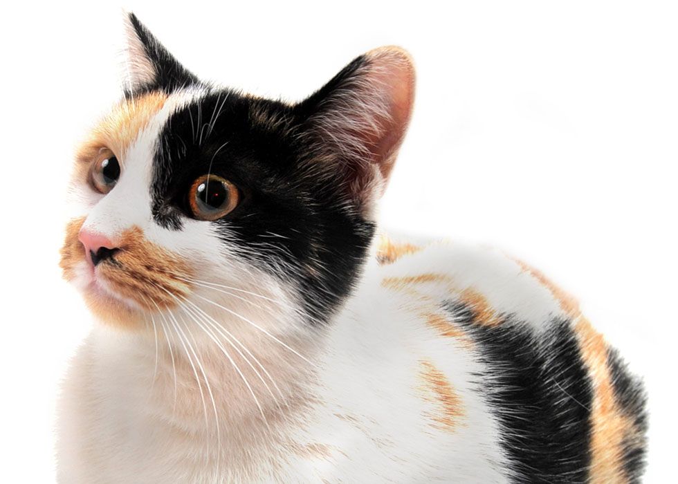 Calico cat with large amber eyes looking to the side.