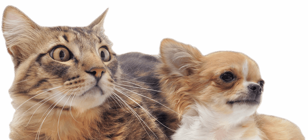 A tabby cat and a long-haired Chihuahua side by side.