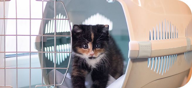 A calico kitten peeking out from a gray pet carrier.