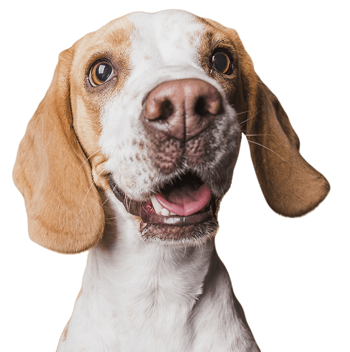 Close-up of a happy beagle with a joyful expression and floppy ears.