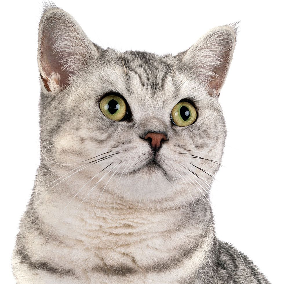 Close-up of a gray tabby cat with striking green eyes looking upwards.