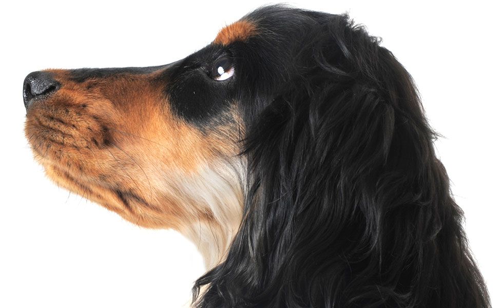 Profile of a black and tan dog with long, wavy fur.